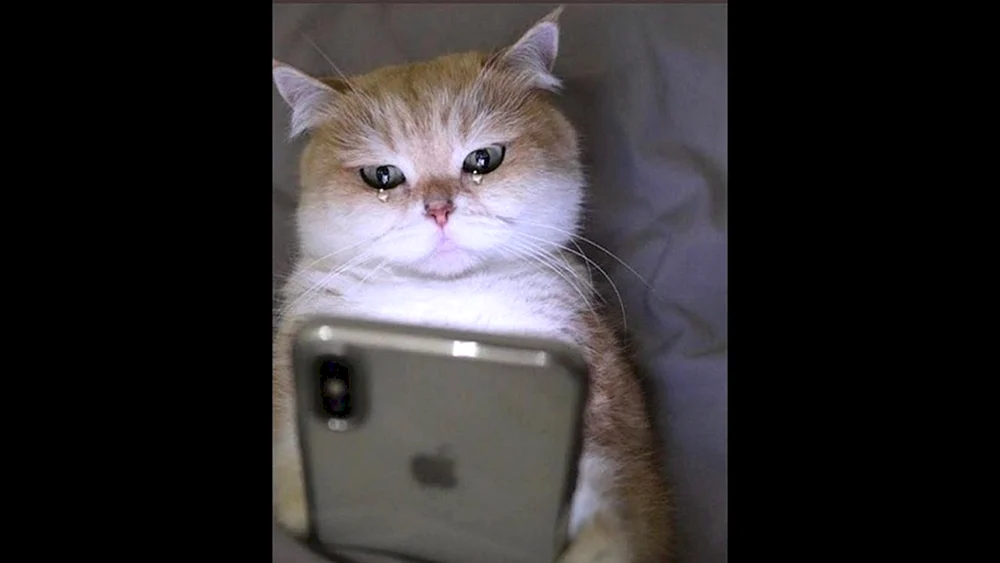 Katze mit einem Handy