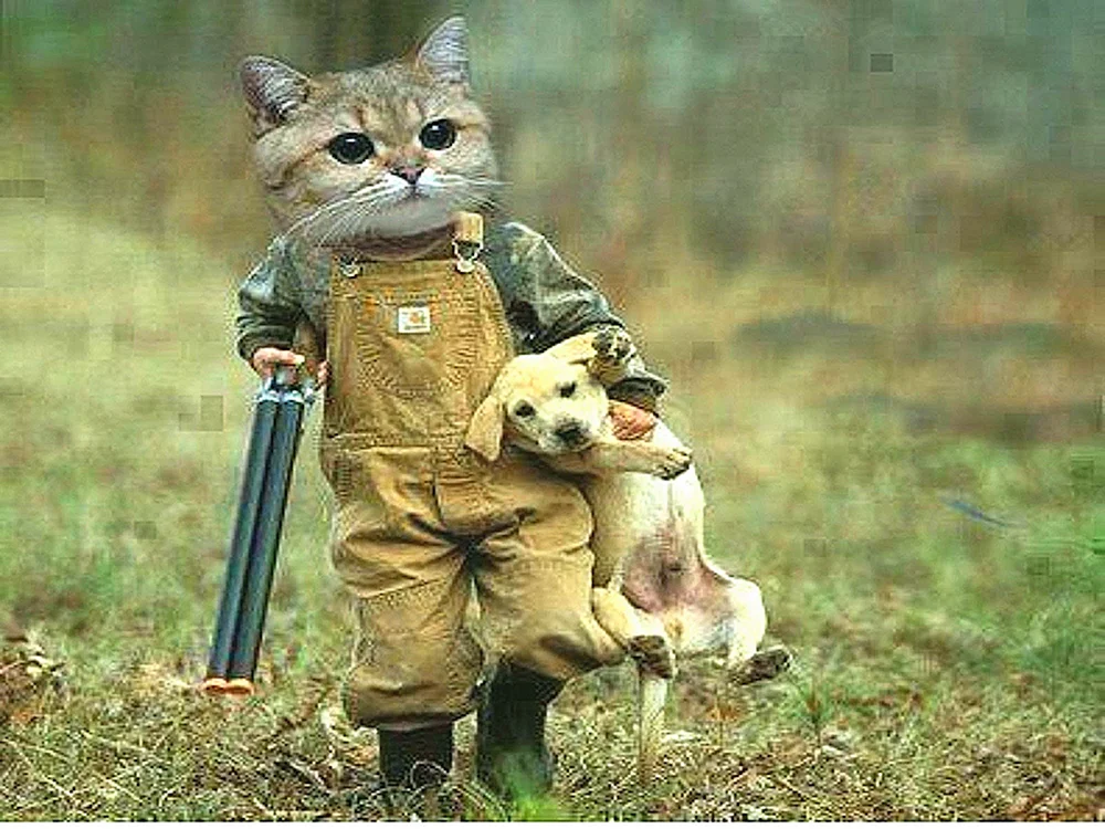 Katze mit waffentragendem Hund