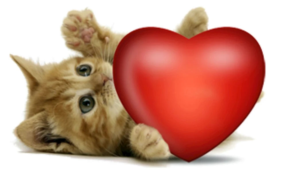 Katzen
