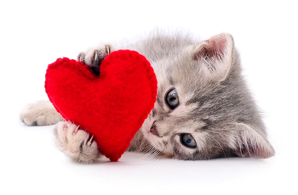Katze mit Herz