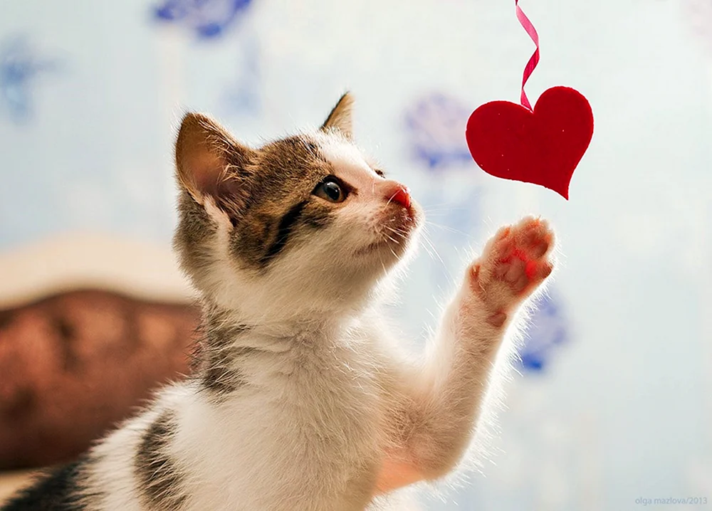 Katze mit Herz