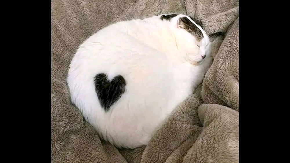Katze mit Herz