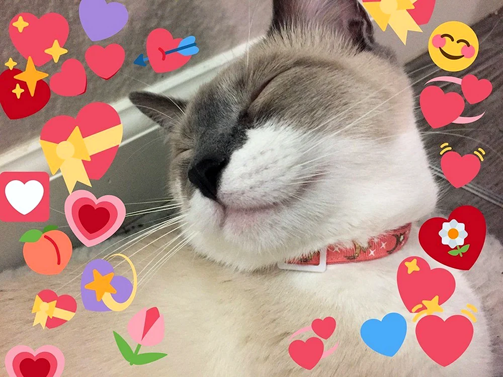 Katzenliebe