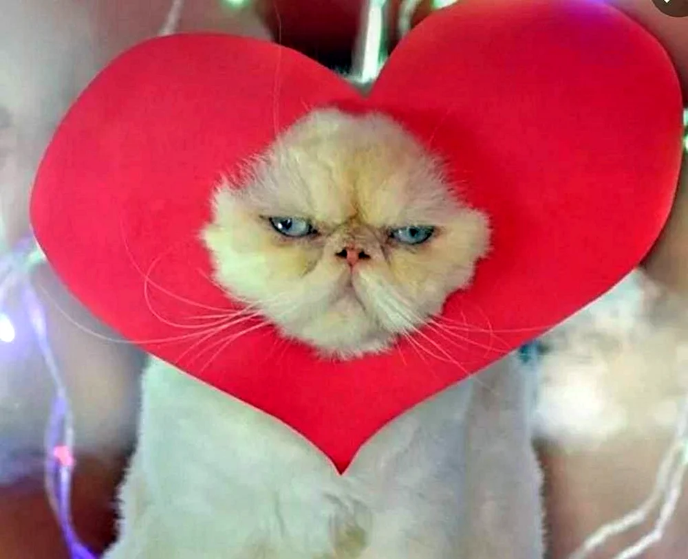 Katze mit Herz