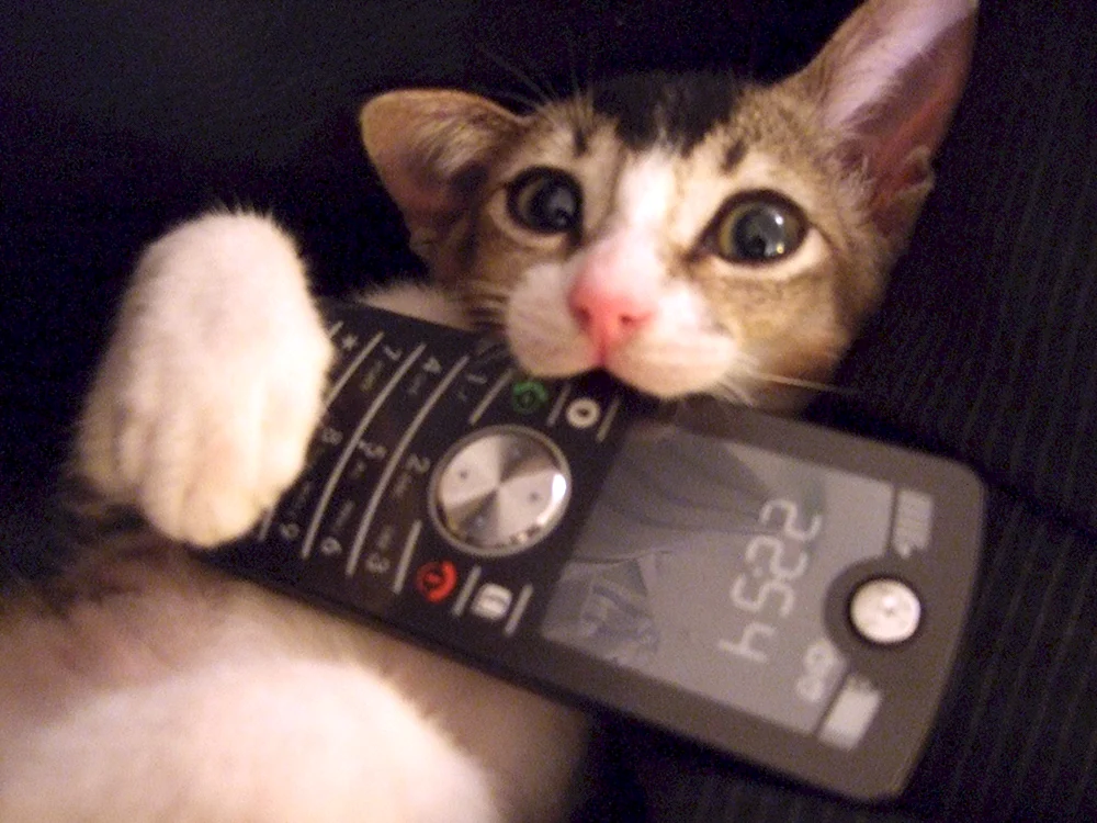 Katze mit Telefon