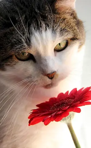 Katze mit Blumen