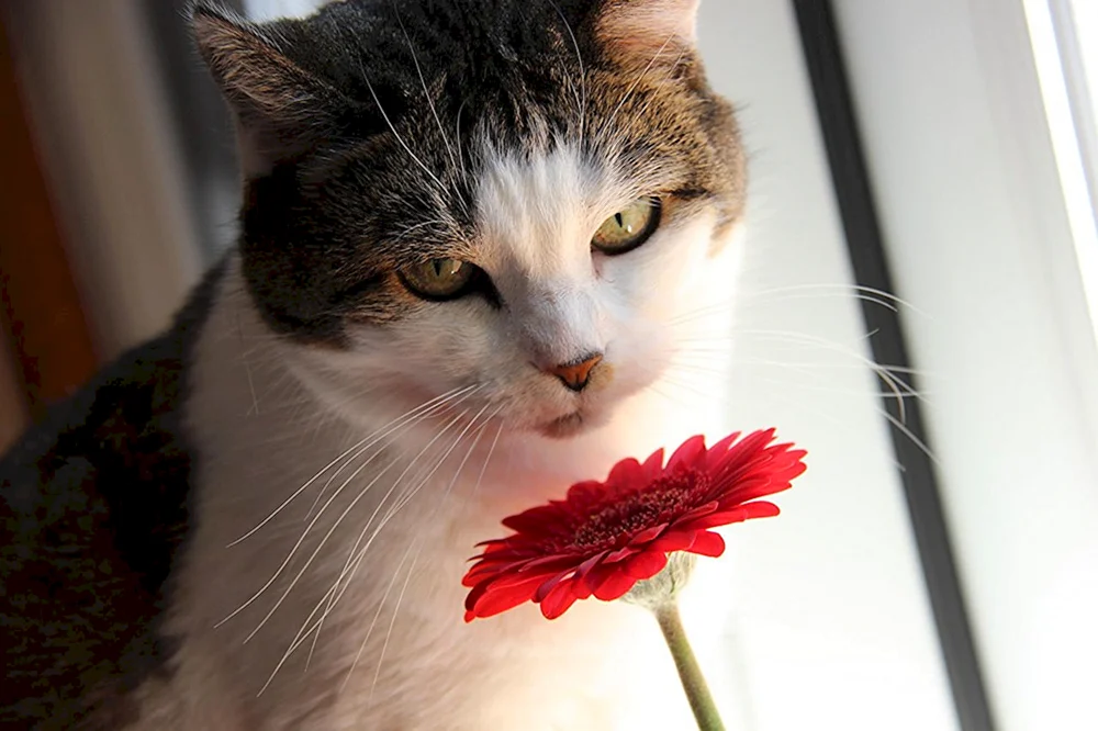 Katze mit Blumen