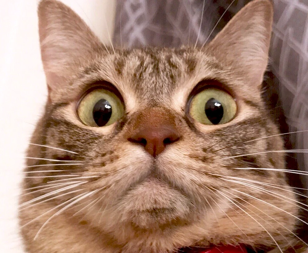 International Fife Cat Federation