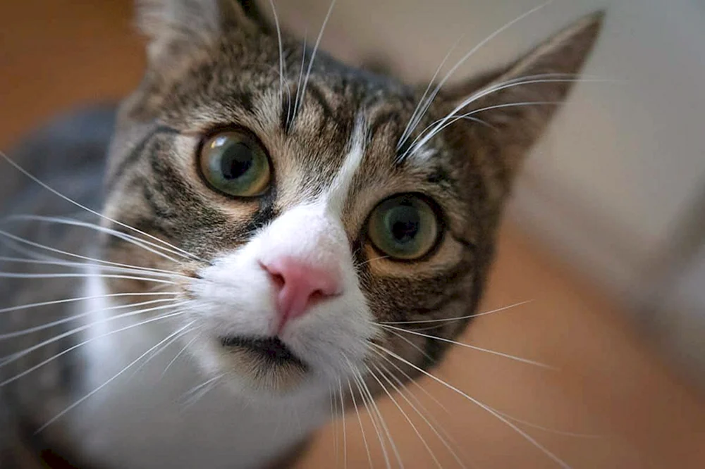 Katze im Schock