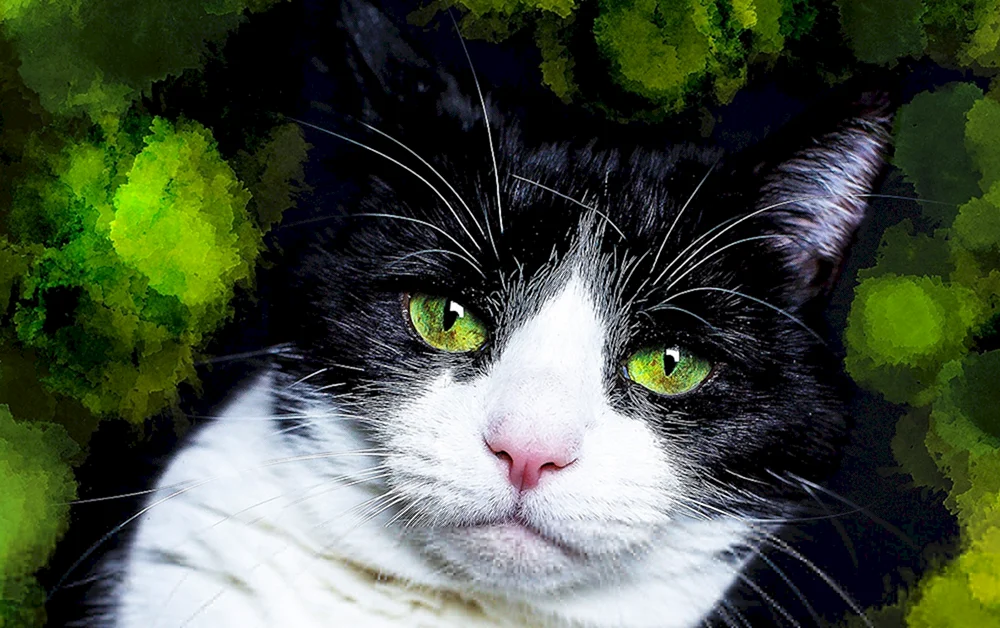 Grünäugige Katze