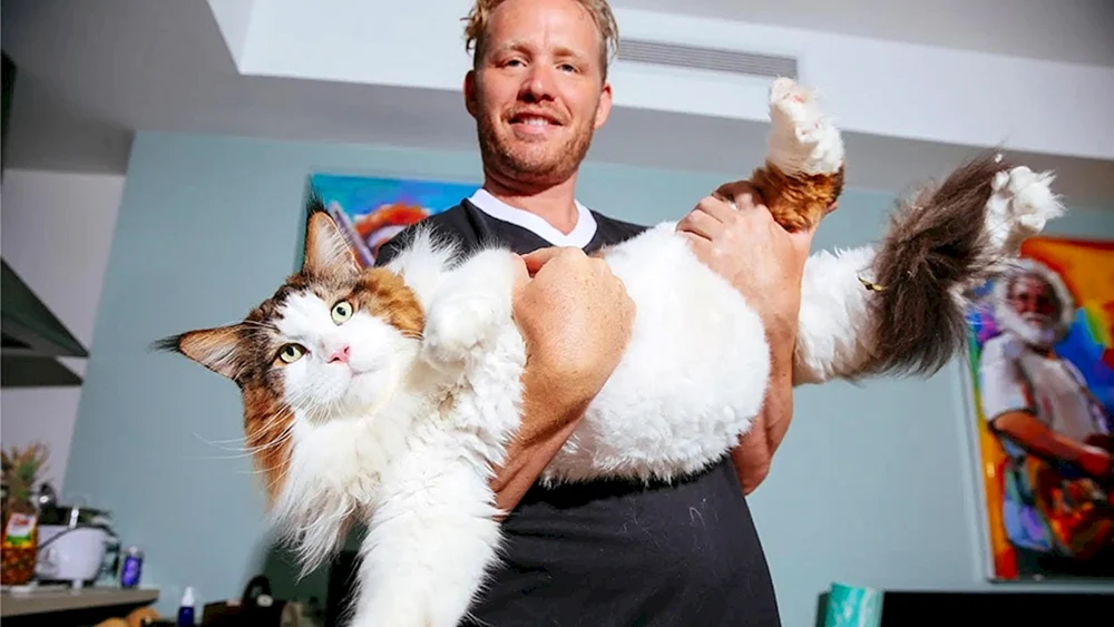 Maine Coon
