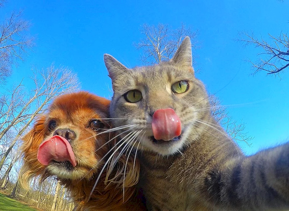 Katze Selfies