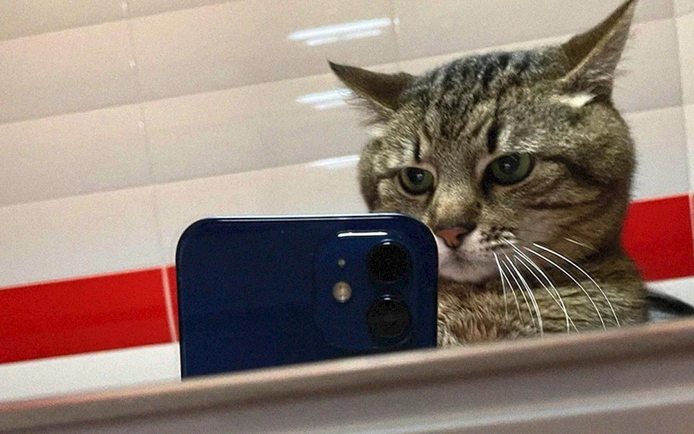 Katze mit Kopfhörern