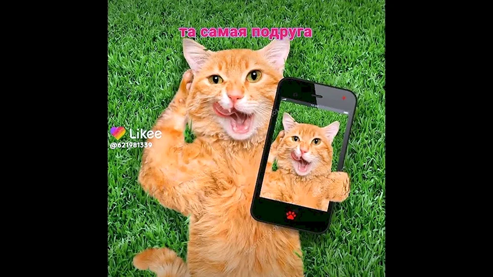 Katze mit Katze