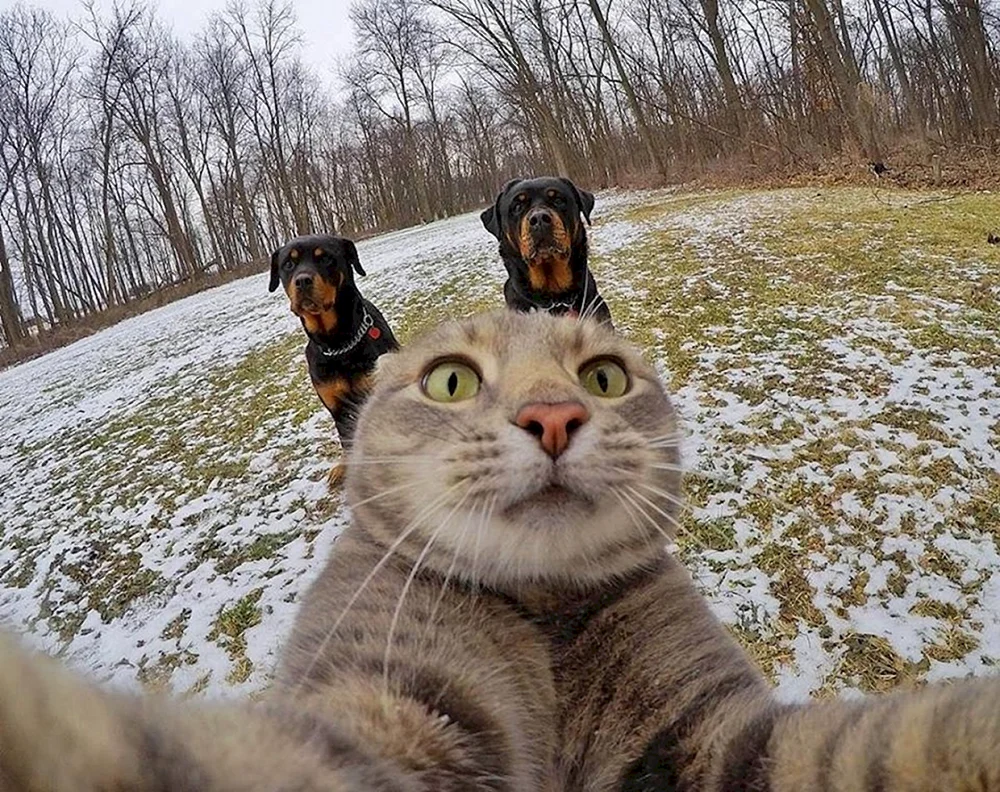 Katzen-Selfies