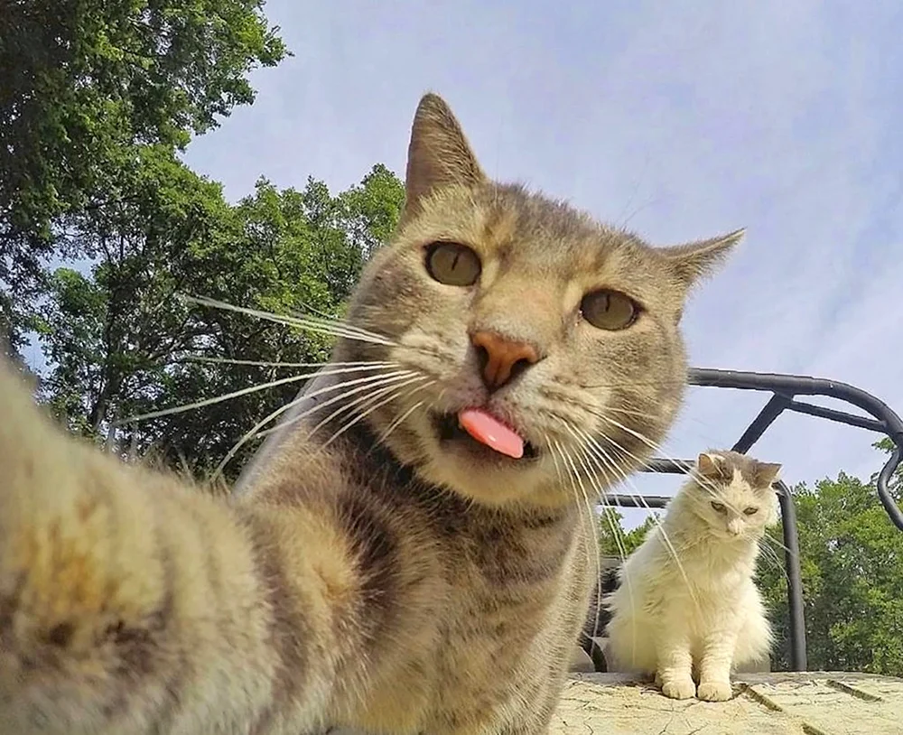 Katzen-Selfies