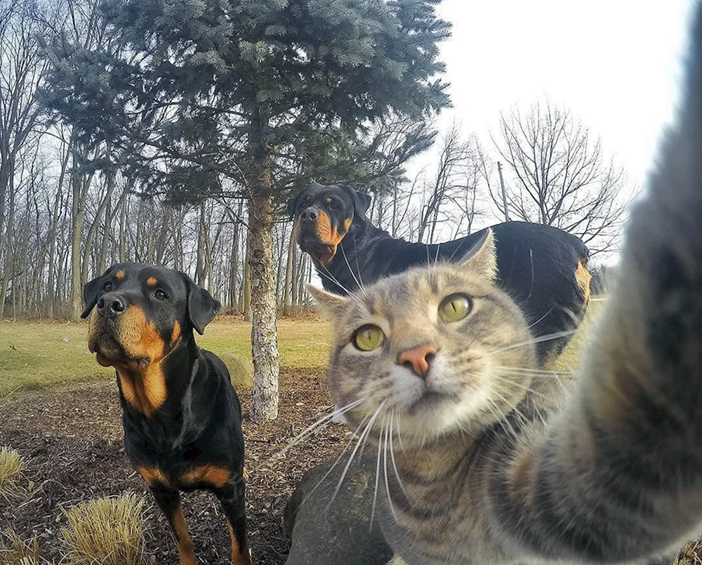 Katzen-Selfies