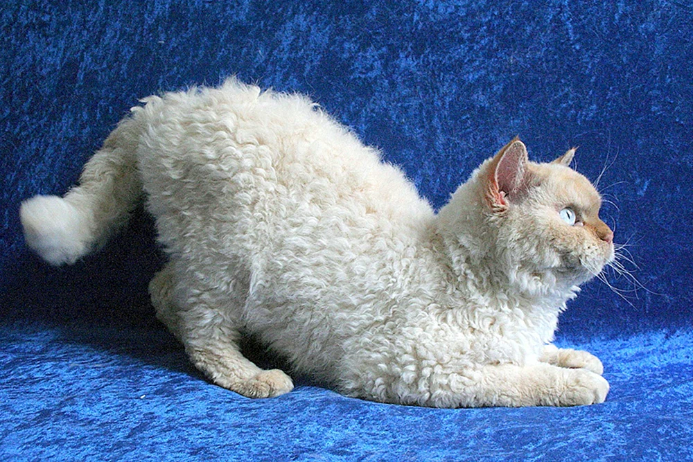 Herman Rex Katzenrasse