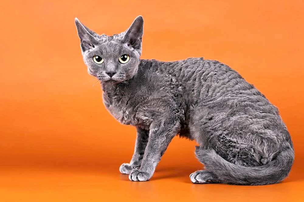 Devon Rex Katze