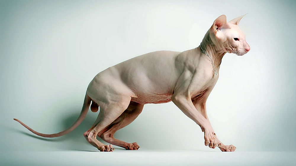 Kanadische Sphynx Bambino Katze