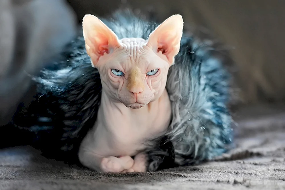 Sphynx Katzenrasse