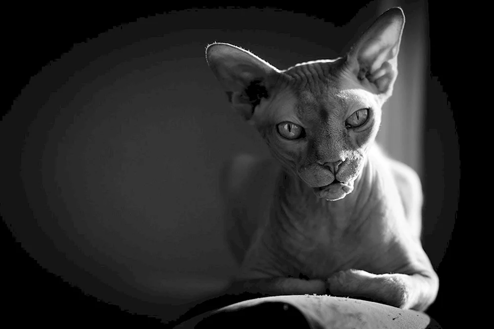Sphynx Katzenrasse Don sphynx Katze