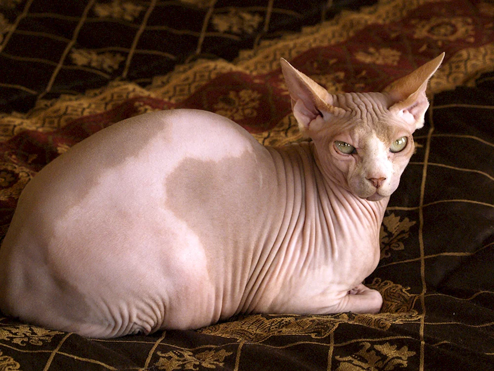 Sphynx Katzenrasse