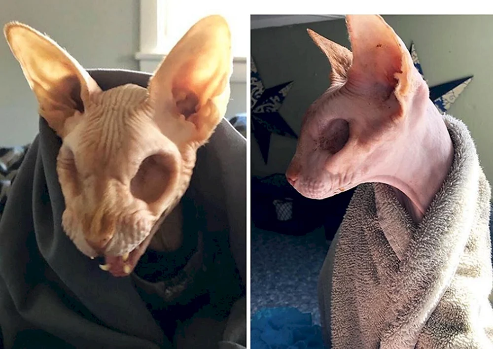 Peterbold Sphynxkatze