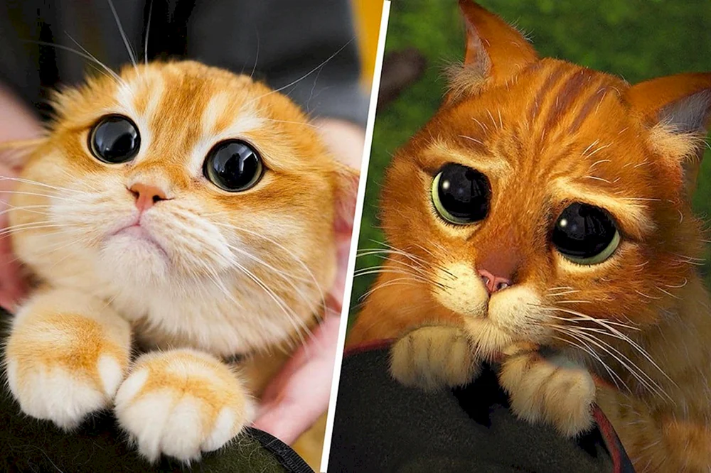 Stiefelkater Shrek Augen