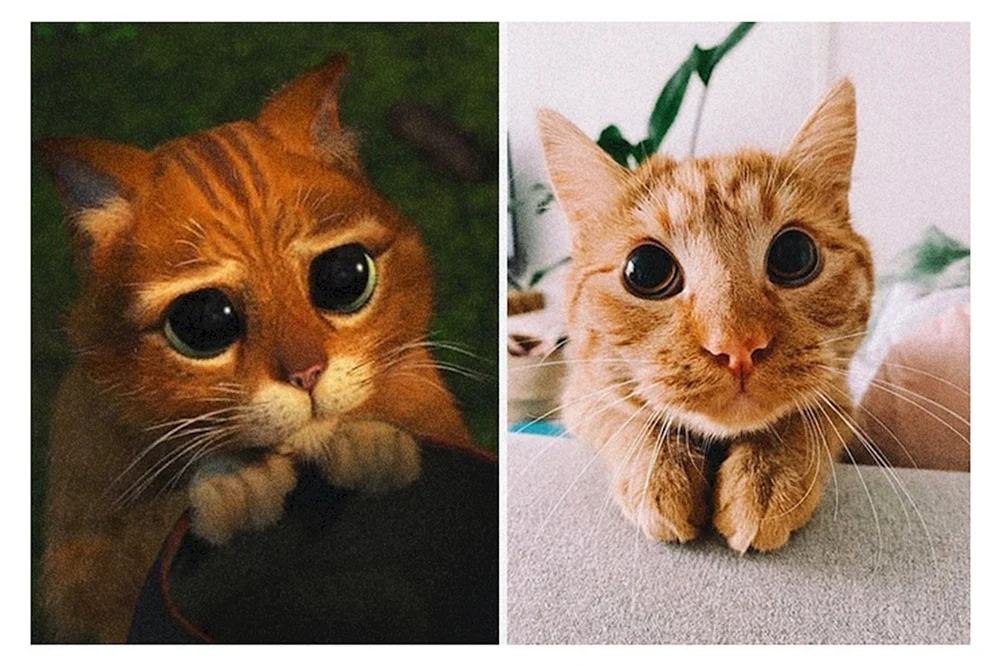 Stiefelkater Shrek Augen