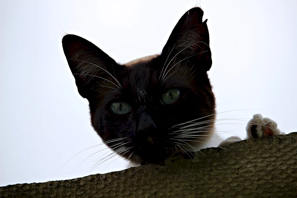 Siamkatze schwarz