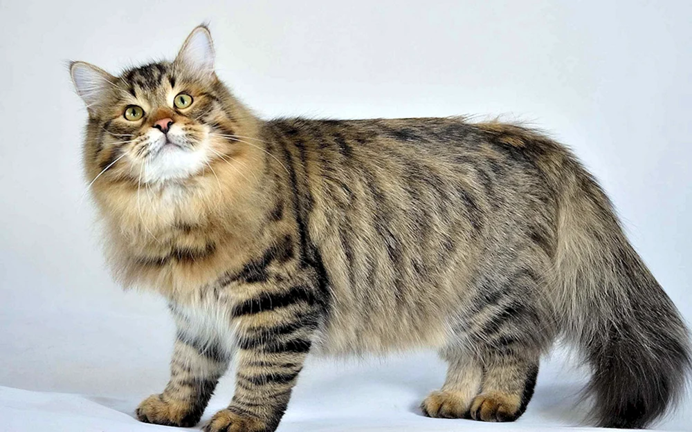 Sibirische Katze gestromt