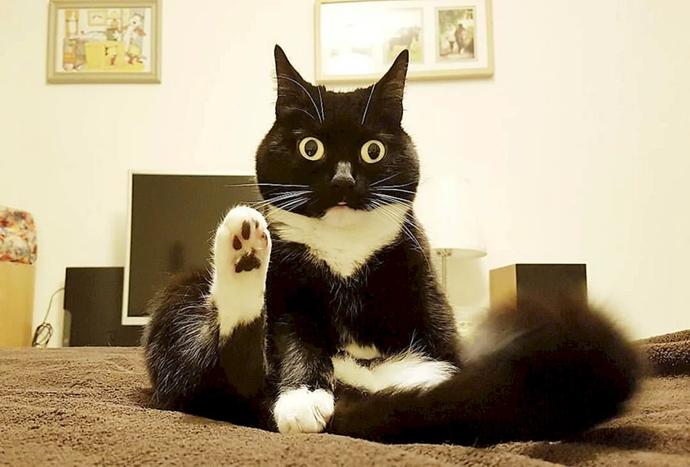 Katze sitzend