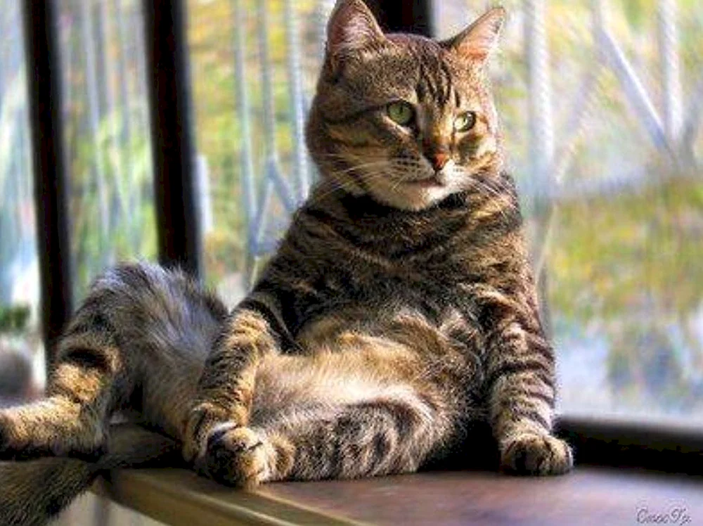 Katze denken