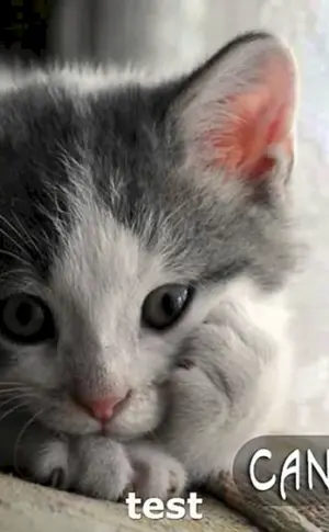 Katze langweilt sich