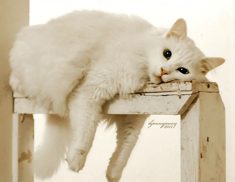 Katze auf der Fensterbank
