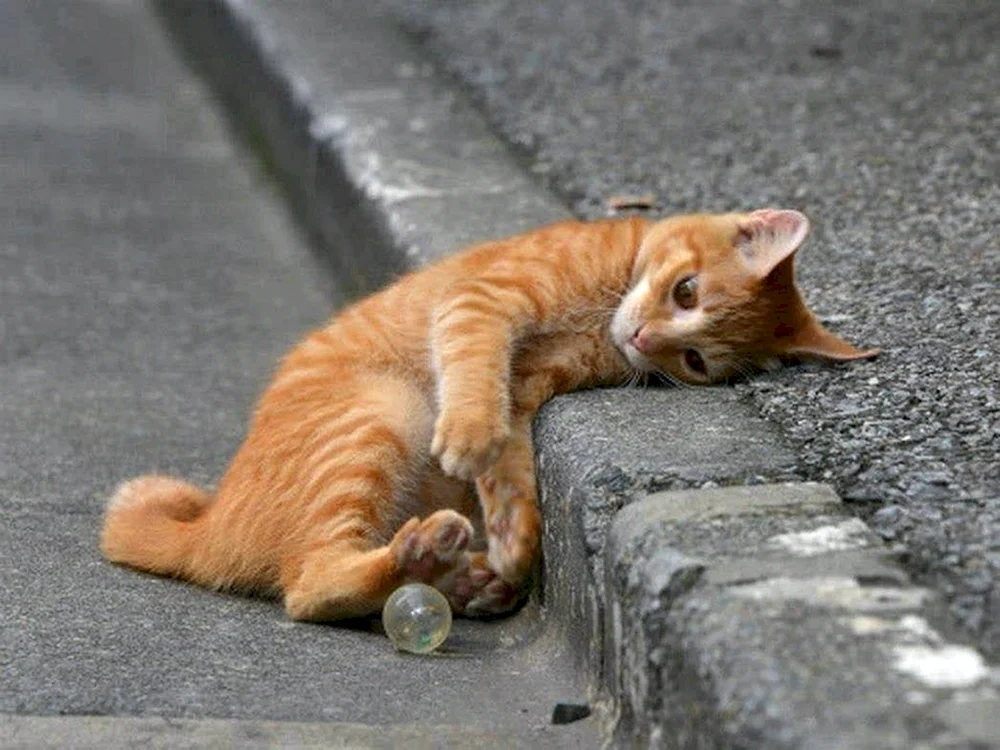 Katze wartend