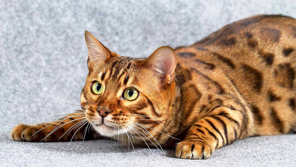 Toyger-Katze