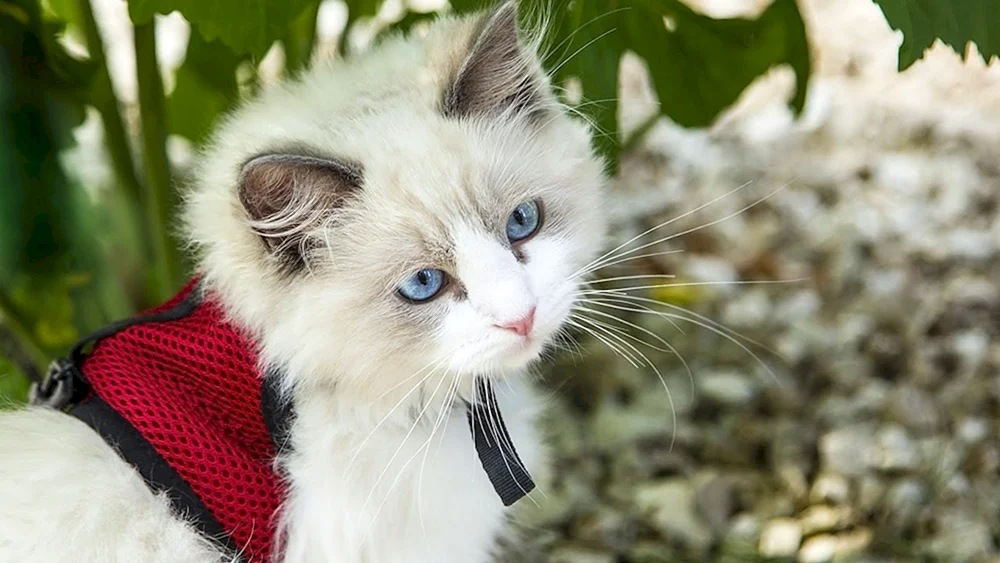 Kitten Husky Stoffpuppe