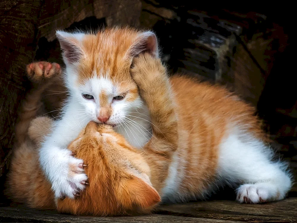 Katzen schmusend schlafend