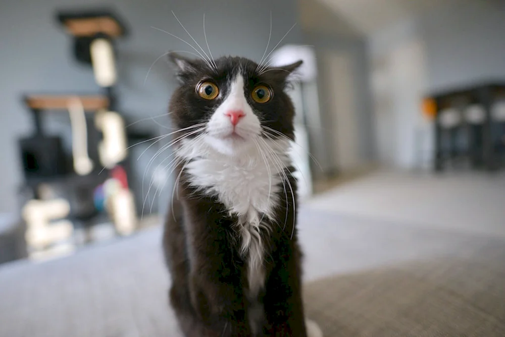 Katze überrascht