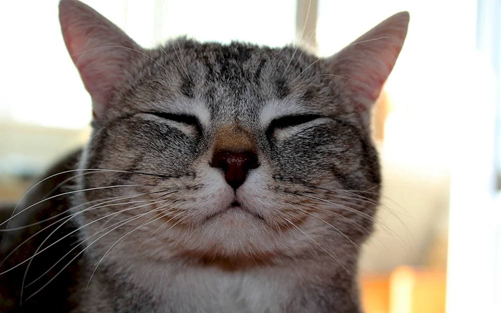 Glückliche Katze lächelnd