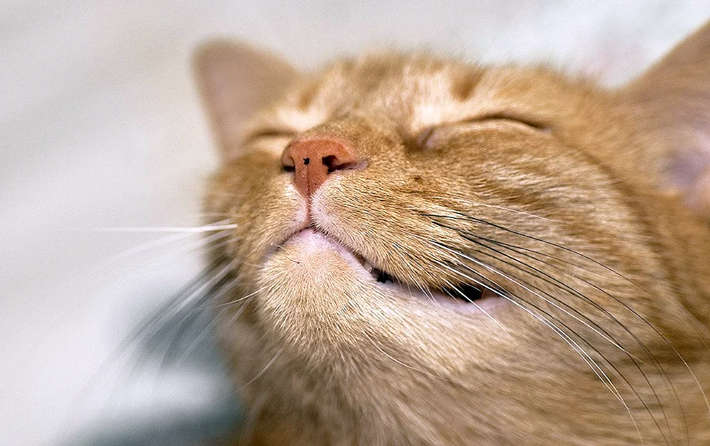 Rote Katze