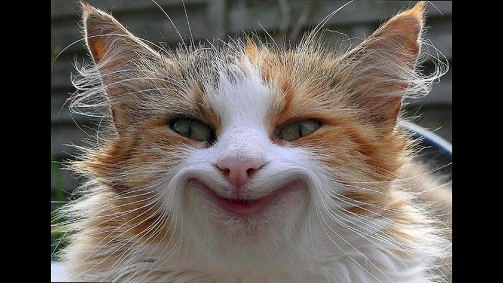 Katze lächelnd