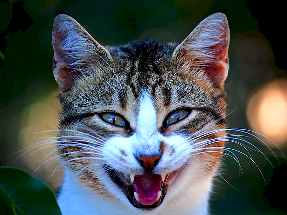 Katzenaugen