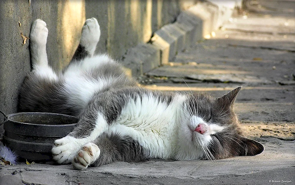 Eine fette Katze