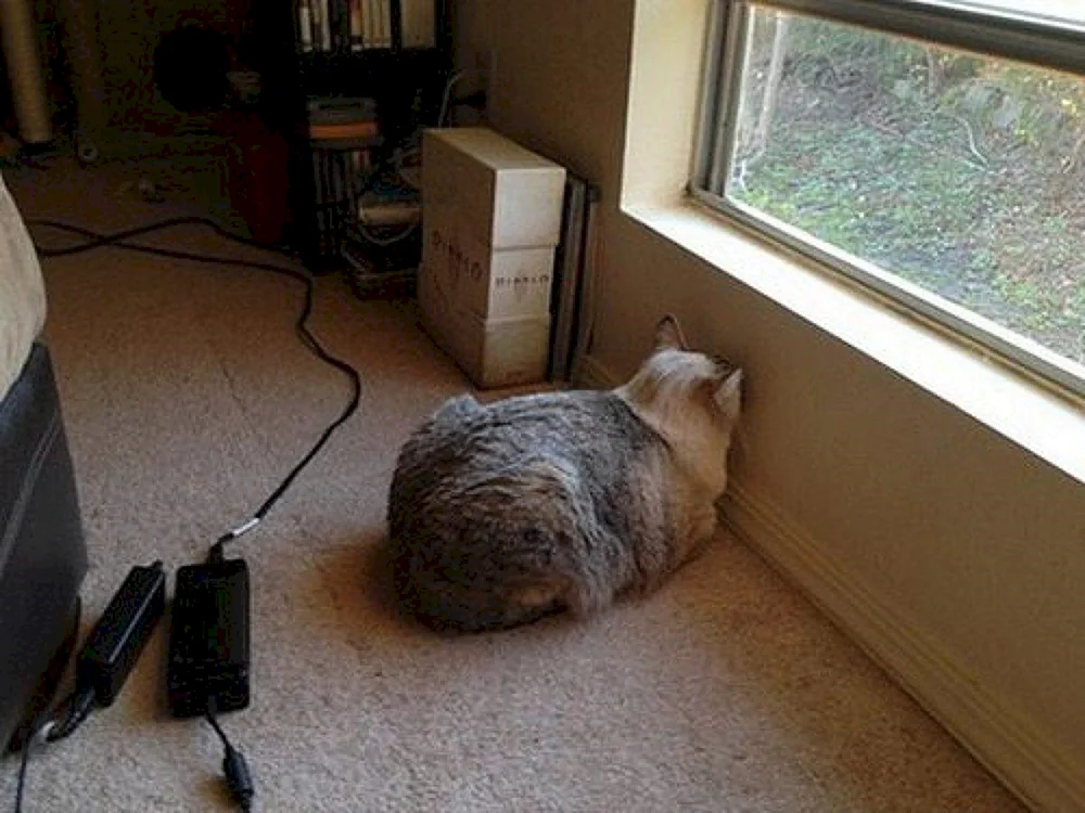 Katze starrt an die Wand