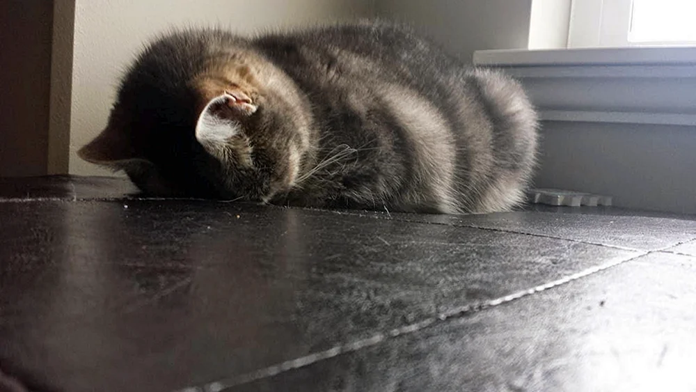 Katze starrt auf den Boden
