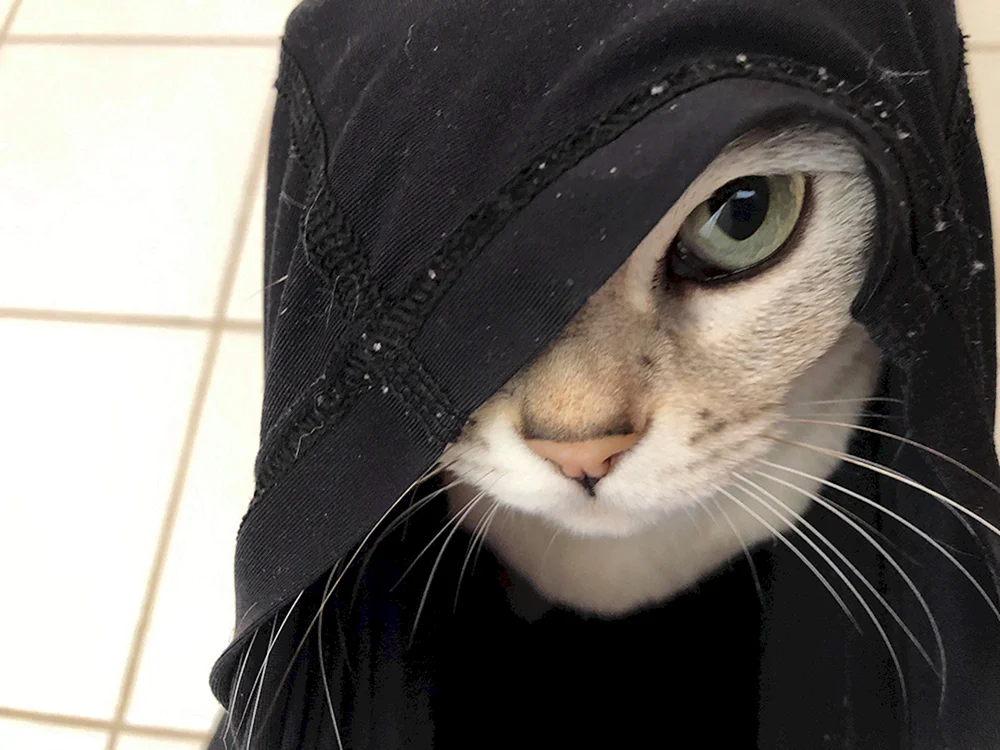 Katze in der Haube