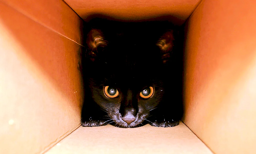 Katze schaut raus